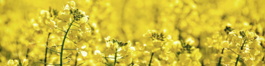canola