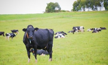Cows on a field